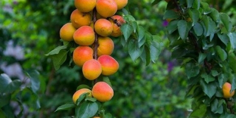 Marelica u predgrađu: uzgoj